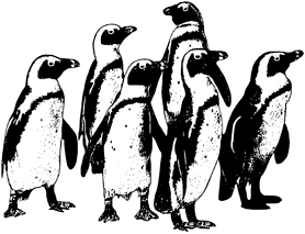 H439Pinguinfamilie