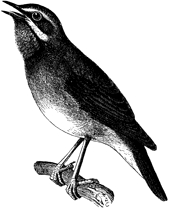 J4123Singvogel