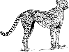 J4129Gepard