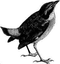 K4124Singvogel1